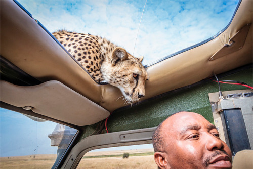 mymodernmet:Photographer Bobby-Jo Clow found herself face-to-face with a cheetah cub who approache