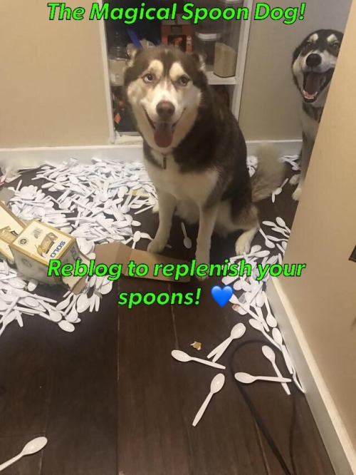 spooniestrong: The Magical Spoon Dog! Reblog to replenish your spoons!