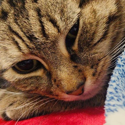 Ready for bed! #lovemycat #bengalcat #bengalcatworld #bengal_feature #bengal_cats #bengalcatlovers #