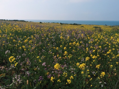 hannaoliviaway:flowers + the sea are two things I will never get tired of.