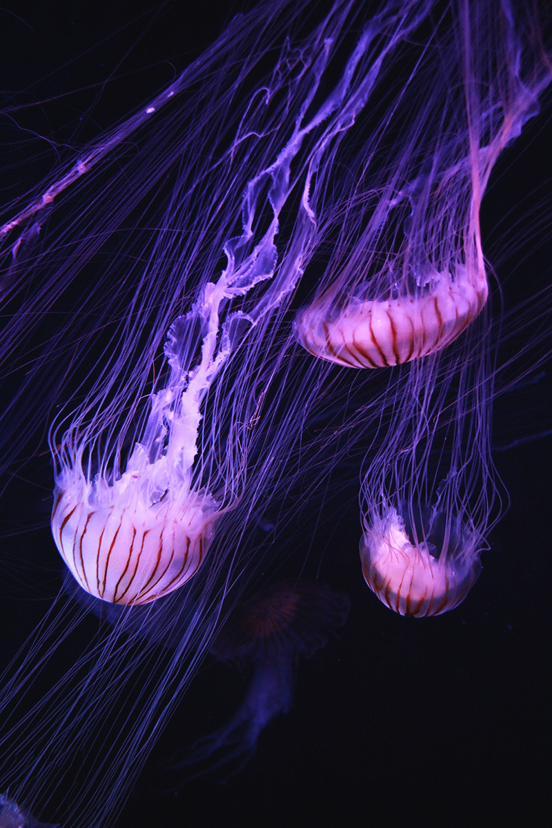banshy:  Jellyfish | Matt Brincka  