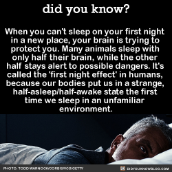 did-you-kno:  When you can’t sleep on your first night  in a new place, your brain is trying to  protect you. Many animals sleep with  only half their brain, while the other  half stays alert to possible dangers. It’s  called the ‘first night effect’
