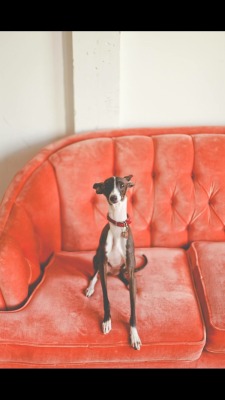 handsomedogs:  Roger the Italian Greyhound photo by Lizzie Love Photography