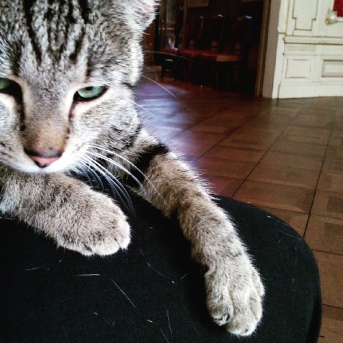 #kattenkabinet (hier: KattenKabinet)