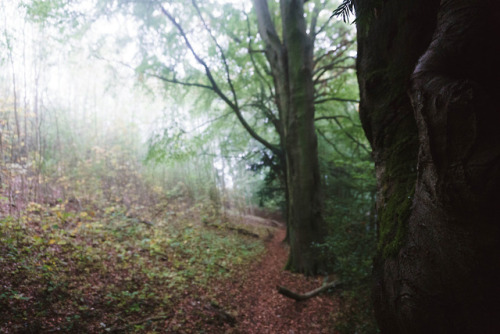  The hue of the white started to engulfed all objects, tangled limbs reaching out, hedges fading. Th