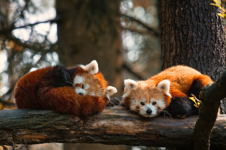 earthlynation:  Nap Time! Photo by Troells 