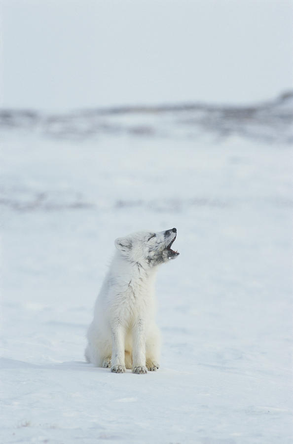 beautiful-wildlife:  Arctic Fox by Norbert Rosing A portrait of a white arctic