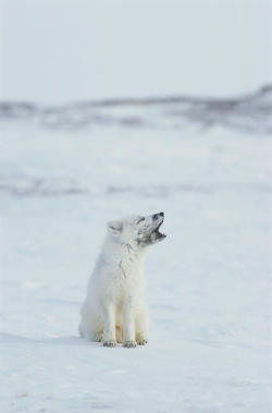 beautiful-wildlife:  Arctic Fox by Norbert Rosing A portrait of a white arctic fox (Alopex lagopus) barking.