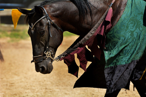 equitation-nation-photography: ShadowParagon JoustingAugust 5, 2015© equitation nation photography