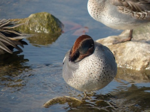 Common Teal　コガモTown Birds ～ 街の鳥 ArchiveTown Sparrow ～ 街のすずめ　Archive