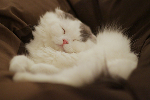 Sleeping cutie