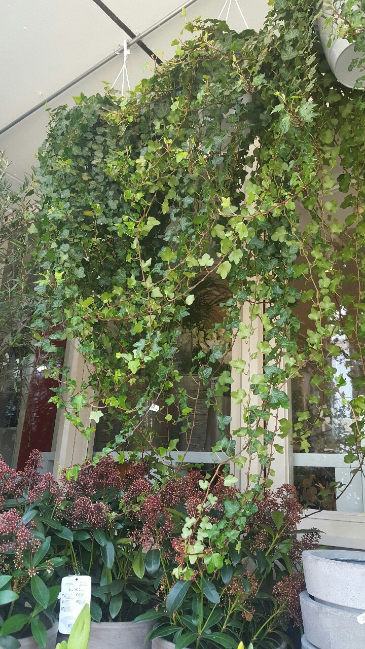 zektheterrible:  goat-gardener:  Botanical gardens in Amsterdam  They/them  Guardian