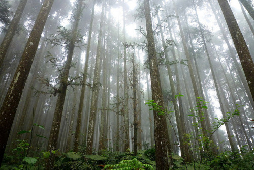 116-霧景-吉野杉-鵝公髻山 by 小巨人看世界 on Flickr.