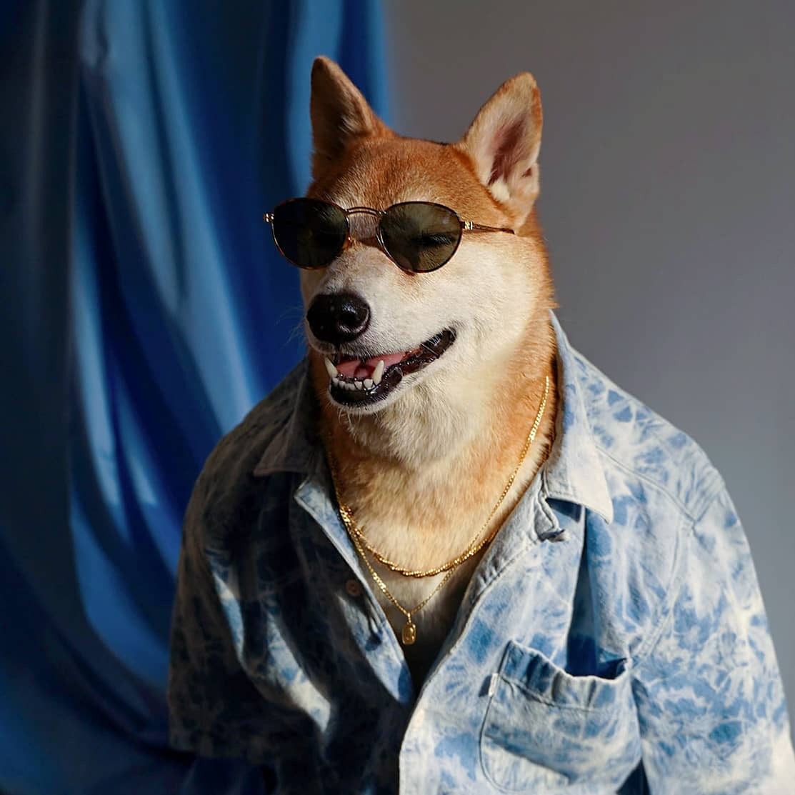 Menswear Dog