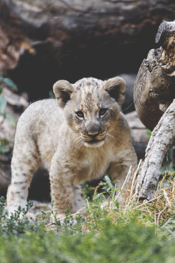 modernambition:  Lion Cub Starring | Instagram