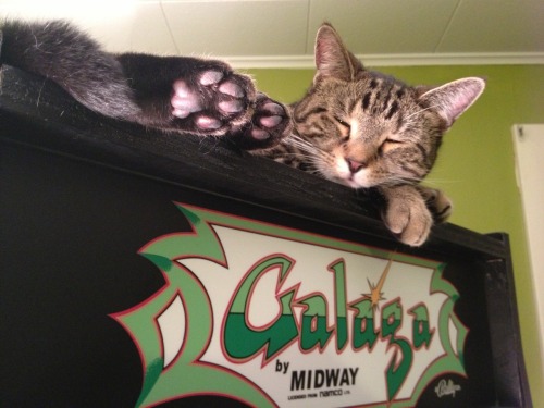 “That cat is sleeping on Galaga.He thought we wouldn’t notice, but we did.”