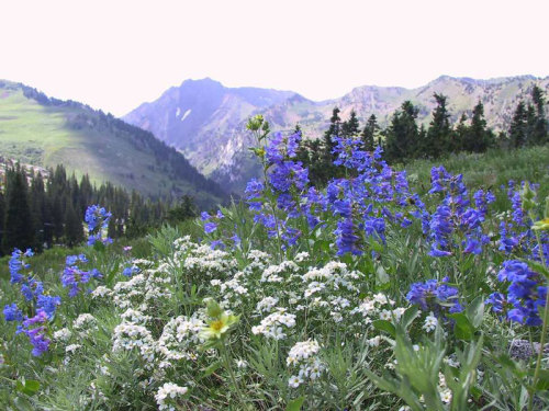 rivermusic:An idyllic setting in an alpine meadow of the Albion basin in the Wasatch Mountains. Phot