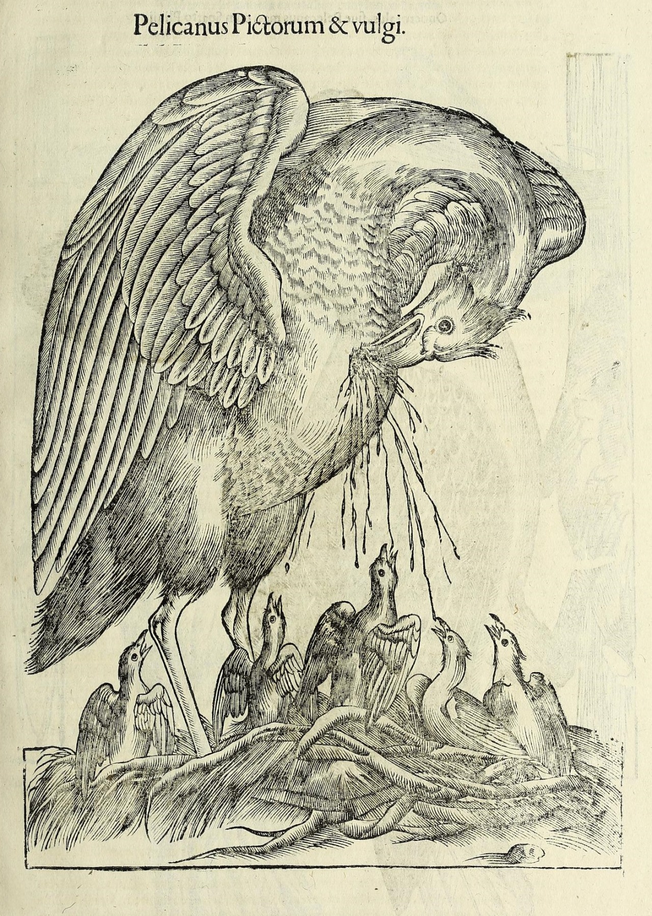 smithsonianlibraries:
“From Ulisse Aldrovandi’s Vlyssis Aldrovandi philosophi ac medici Bononiensis historiam […] v.3 (1673): An illustration of a pelican feeding its young with its own blood, an old European belief about pelican behavior with no...