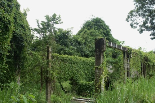 a-fallen-wolf: Ruins  Isla Contadora, Panama, September, 2018