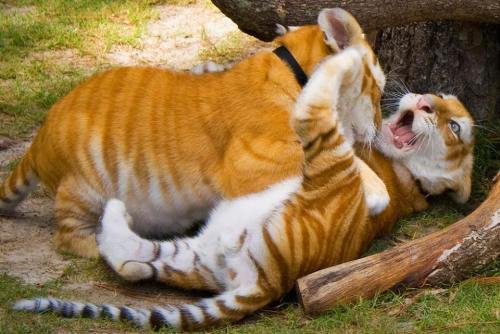 disgustinganimals:deducecanoe:earth-song:Rare golden tabby tiger LOOK AT THAT BABYS FACE THOget a jo