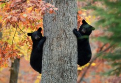 allcreatures:  Photograph: Andrew Krech/AP (via The week in wildlife – in pictures | Environment | The Guardian)