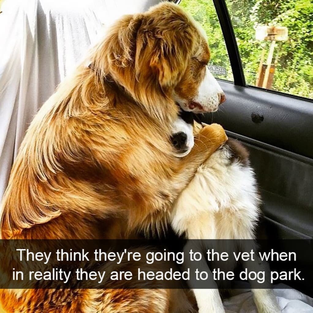 mossyoakmaster: onyourleftbooob:  dogs and snapchat    We don’t deserve dogs ❤️😂