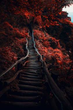 travelgurus:  Dark Path by Hanson MaoFollow @travelgurus for the best Tumblr landscapes