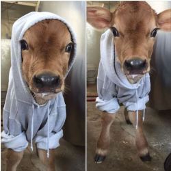 gagaganja:  awwww-cute:  Local dairy barn posted a picture of their newest baby   Why is this cow wearing a sweater