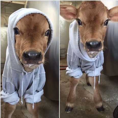 worldofthecutestcuties:  Local dairy barn posted a picture of their newest baby.