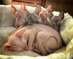 true-king-of-monsters:  tooiconic: supreme-leader-stoat:  @tooiconic  PERFECT NAKED FAMILY  A litter of Goblins!