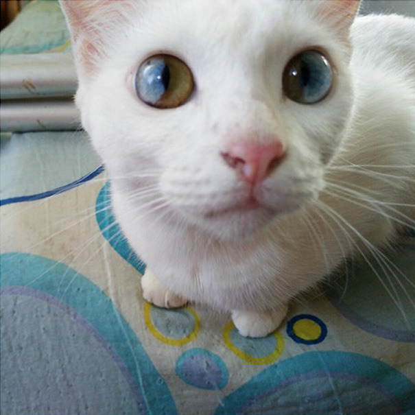 archiemcphee:  These awesome cats all share the same genetic mutation that give them