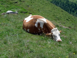 goldenhoneybby: my sister wanted me to send her the “sleeping cow and her goat friend picture” 