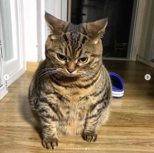 justcatposts:I’m not fat, i’m cute 😝