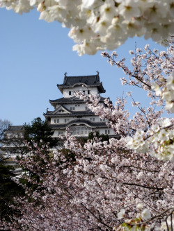 miizukizu:  Himeji Castle at Hanami By : imissdaisydog(Do