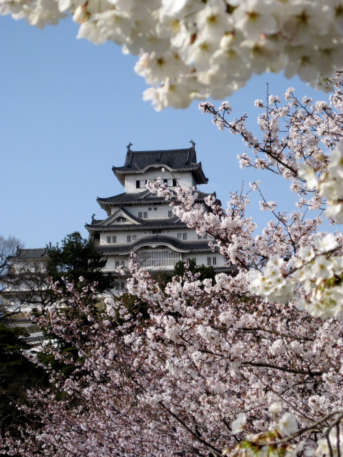 XXX miizukizu:  Himeji Castle at Hanami By : imissdaisydog(Do photo