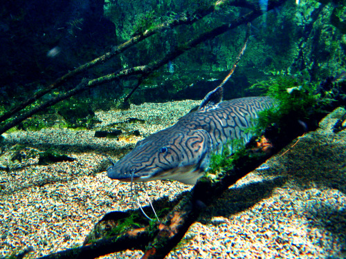 #TAMPERE IMPRESSIONSSome pictures from the Aquarium at the Särkänniemi Amusement Park in Tampere.