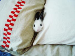 Cerenacanthandleit:  My Rabbit, Choki, When She Was A Baby. She Liked To Hide Under