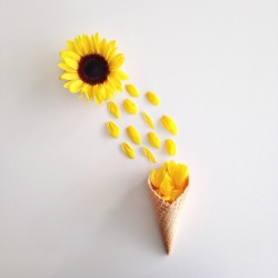 floralls:    cones by  kellysnapshappy  