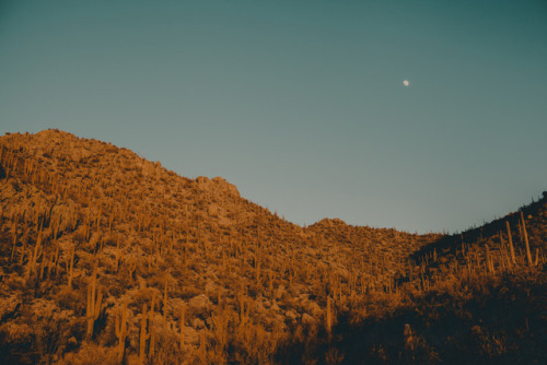 julianajohnsonphoto: Saguaro National Park Western District Tuscon, Arizona December 2017 instagram: