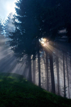 ponderation:  Ray of Light by Dieter Wiesflecker