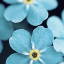 forgetmenotlady