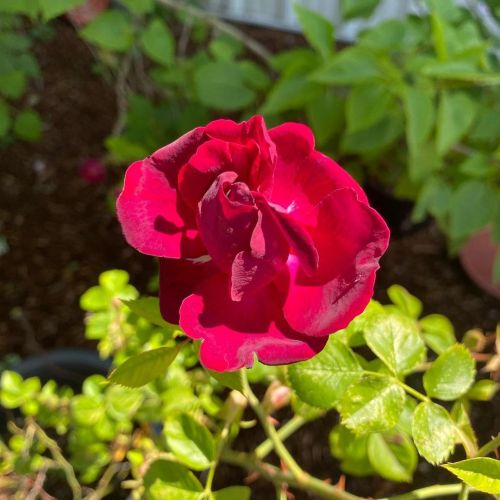 Roses from my old house including my Moms Pink Tea Cup (at Gig Harbor, Washington) www.insta