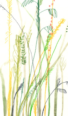 fayemoorhouse:  I’m obsessed with drawing plants and forests at the moment. 