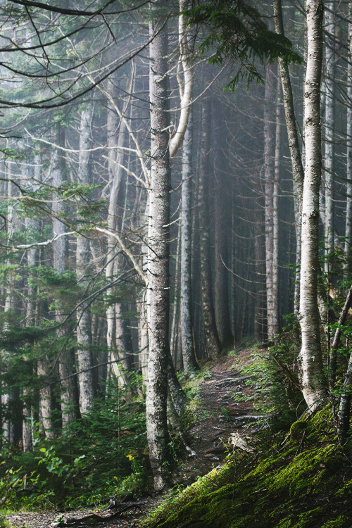 A Nature Blog