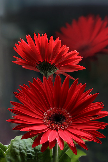 un fiore per te ….!!thewolf
