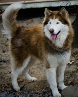 awwww-cute:  My brother’s dog “Leo” is beautiful