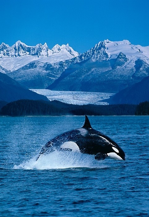 x-enial:  Jumping Orca by John Hyde