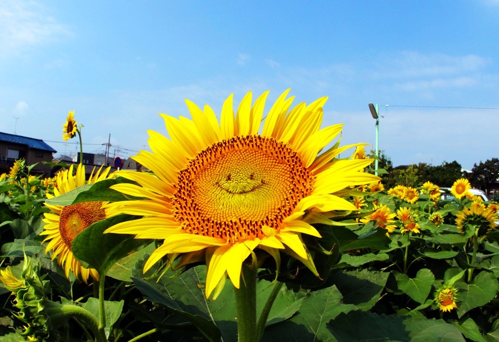 hapisan:  younger-than-the-soul:  cctvnews:  Smiling sunflowers greet visitors in