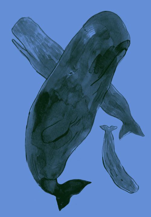 day 26. communication - sperm whalesI listened to the allcreaturespodcast about sperm whales and I d