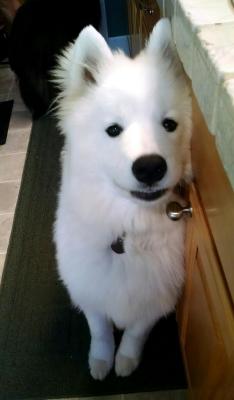 flynnthesamoyed:  Before photo:   Fish